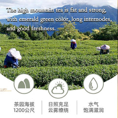 Milk Oolong Tea Milk Tea Natural Top Taiwan High Mountain Green Tea Jin Xuan Tea