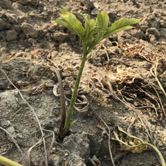 HelloYoung 100% Natural Chinese Herbs Ji Zhua Yu Gan High Quality Herbs Health Care鸡爪芋干250g