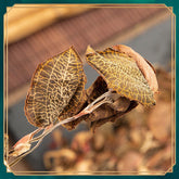 Heat clearing and Detoxify Anoectochilus formosanus, Jin Xian Lian, Tea 50g
