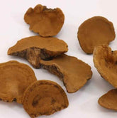 Chinese Song-Gen Meshimakobu Mushroom Sang Huang Mesima Phellinus Igniarius