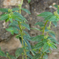 Dried Euphorbiae Hirtae Herba, Garden Euphorbia, Euphorbia hirta L. Fei Yang Cao