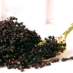 Wild Nature Dry Black Ants - Nature Ant As Food Herb Tonic Body Grate Quality