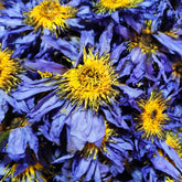 Wholesale High quality Chinese dried blue lotus flower tea