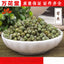 Herb Tea Wild Chrysanthemum Rice Pearl Kikuno Chrysanthemum Tea Bulk