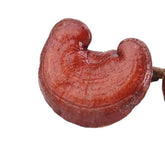 Bulk Supply Reishi Pilz Tee Vorteile im guten Preis Reishi Verkauf Online 500g