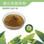 Premium Dandelion Extract 10:1 Flavonoids Water-Soluble Powder