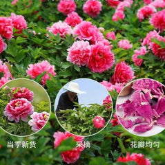 Organic High Quality Peony Petals Flower Tea Paeonia Peony petals