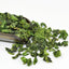 500g Strong Aroma High Mountain Tea Spring Tea Wholesale 2024 New Tea Oolong Tea