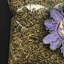 Passion Flower Tea dried Herb Cut Sifted passiflora passionflower 8.8oz Bulk