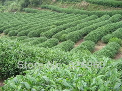 HelloYoung Dahongpao Black Tea Milky Oolong Tea Tieguanyin Green Tea 15 Bags Kinds of Tea