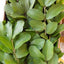 Skin Care 100% Original Raw Guava Leaves Herbal Tea Weight Loss Fat Burner