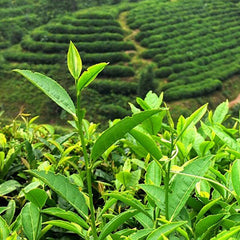 Milk Jin Xuan Oolong Green Tea Organic Great Milky Cream Taste and Aroma 250g