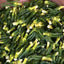 HelloYoung Organic Dried Lotus Plumule Lian Zi Xin Plumula Nelumbinis Natural Herbal Tea