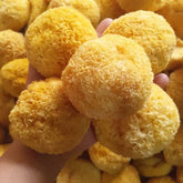 Organic Dried Tremella Snow White Fungus Mushrooms, Silver Ear, Yin Er