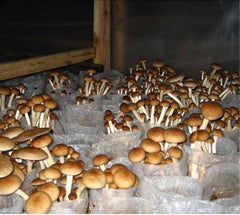 250g Dried Agrocybe Aegerita Natural Tea Tree Mushrooms Plant Mushrooms Fungus