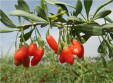 250g Dried Goji Berries Wolfberry Gouqi Herbal Tea Top Organic Herb Healthy Food