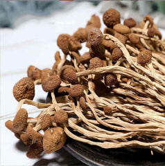 250g Dried Agrocybe Aegerita Natural Tea Tree Mushrooms Plant Mushrooms Fungus