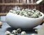 Luzhou-Flavored Single Bud Jasmine Dragon Ball 250g