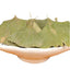 HelloYoung 500g Dried Ginkgo Biloba Leaf Tea Herbal Health Pure Natural Anti-aging Green