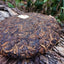 HelloYoung 357gPremium Bulandashu Ripe Tea Zhonghong Yin Brown Mountain Big Tree Ripe Tea