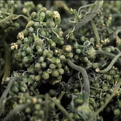 Ginseng Flower Tea, Panax Ginseng Of Flowers, Ginseng Flower Nature Herbal Tea