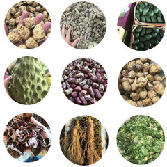 Cnidium Monnieri Extract 20:1 - Water Soluble Chinese Herbal Tea - She Chuang Zi