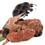 HelloYoung Rhodiola Rosea Root - High Grade Whole Root Tablet 100% Natural