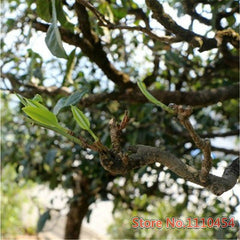 HelloYoung 100g Yunnan cha Puer Tea Organic Pu Erh Tea Green Tea Chinese Health Care Drink