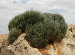 HelloYoung Mohuang Herbal Flower Tea Muhuang Herb Floral Tea Natural Chinese Green Tea 250g