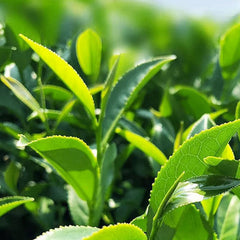 Milk Oolong Tea Organic High Mountain Milk Oolong Tea Loose Leaf Green Milk Tea