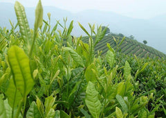 Good Green Full Spring Dongding New Taiwan Tea Milk Oolong Health Care 250g