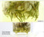 HelloYoung Ecology Food Organic Blooming Herbal Tea Loose Leaf Dried Jasmine Flower Tea 50g