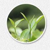 HelloYoung Refreshing Fuding White Tea Jasmine Hand Teared Health Tea White Tea Natural150g