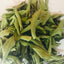Premium Dried Guava Leaves 50g 500g Natural Herbal Tea Hojas De Guayaba