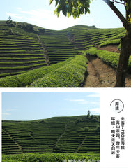 HelloYoung Taiwan High Mountain Tea Milk Aroma Golden Day Oolong Tea Milk Oolong Tea 500g