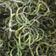 HelloYoung Fossil Grass Kidney Essence Tea Chinese Herbal Medicine Kidney Essence Herb