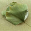 Ginkgo Biloba Blätter Ginkgo Biloba Leaves Chinese Wild Ginkgo Tea Medicinal Tea