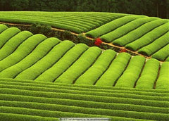 HelloYoungPremium Health Care Jasmine Flower Tea Jasmine Tea Pearl Tea Green Tea 50g