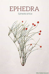 HelloYoung Somlata Gerard Jointfir Khanta Asmania Branch Stem Whole 500g(17.63oZ)'