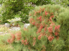 HelloYoung Somlata Gerard Jointfir Khanta Asmania Branch Stem Whole 500g(17.63oZ)'