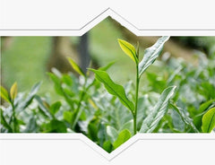 HelloYoung250g Health Care Black Oolong Slimming Tea Black Oolong Slimming Product Tieguanyin Tea