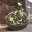HelloYoung 50g Spring High Quality Floral Jasmine Flower Tea Fresh Tea Fragance Herbal Tea