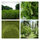 Soursop Graviola Tea 100g TEA - Annona Muricata - Organic 100% Pure