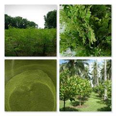 Soursop Graviola Tea 100g TEA - Annona Muricata - Organic 100% Pure