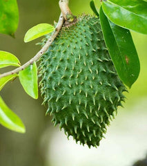 Soursop Graviola Tea 100g TEA - Annona Muricata - Organic 100% Pure