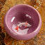 Colorful Ice-Crackle Porcelain 8 Colors Tea Cup With Fish Pattern Ceramic saucer