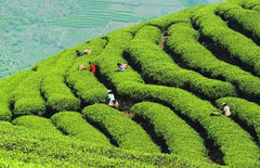 250g Huangshan Maofeng Tee Grüner Tee Bio Vorfrühling Gewichtsverlust Sheng Cha