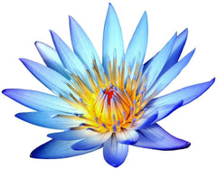 Egyptian Blue Lotus Flowers (Nymphaea Caerulea) 28g (1oz) ships from ATL