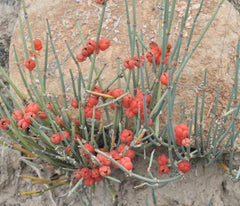 HelloYoung Mahuang Natural Ephedra Sinica Tea Mo huang Good Tea Natural Organic Flower tea 500g