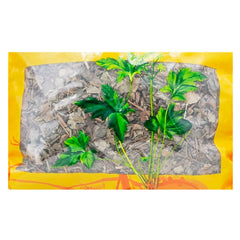 Wawashan Pharmaceuticals Chinese Medicine Drinks Dried Fishweed Duan Chinese Herbal Medicine Grabbing and Dispensing Chinese Herbal Medicine Shop Complete List 瓦屋山药业中药饮片 干鱼腥草 段 中药材抓配 中药材店铺大全